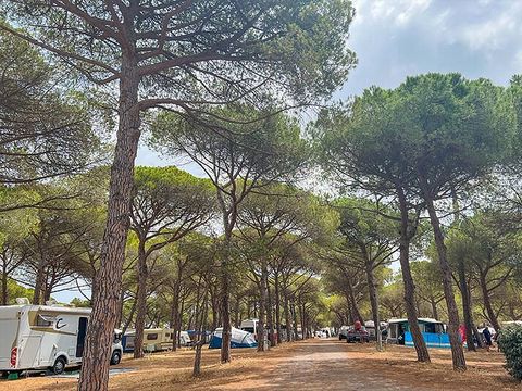 Camping La Tamarissière - Camping Hérault - Image N°5