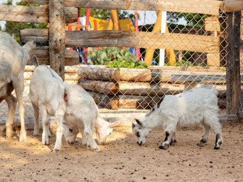 Camping La Grand Métairie - Camping Paradis - Camping Vendée - Image N°4