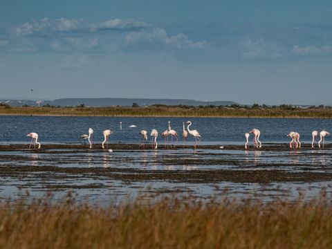 Camping Les Bois Flottés - Camping Bouches-du-Rhône - Image N°2