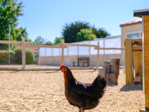 Camping Le Grand Pré - Camping Vendée - Image N°5