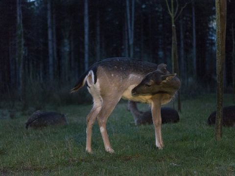 Center Parcs - Domaine Le Bois aux Daims - Camping Vienne - Image N°2