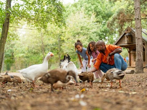 Sunparks Kempense Meren - Camping Antwerpen - Image N°2