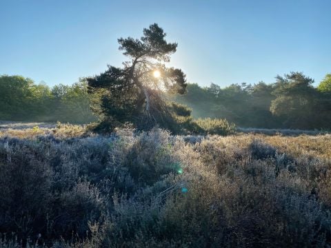 Bospark Garderen - Camping Barneveld - Image N°4