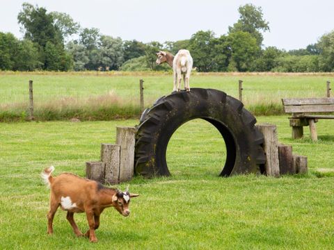 Landschapspark Striks Erve - Camping Staphorst - Image N°5