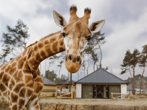 Safari Resort Beekse Bergen - Camping Hilvarenbeek - Image N°5