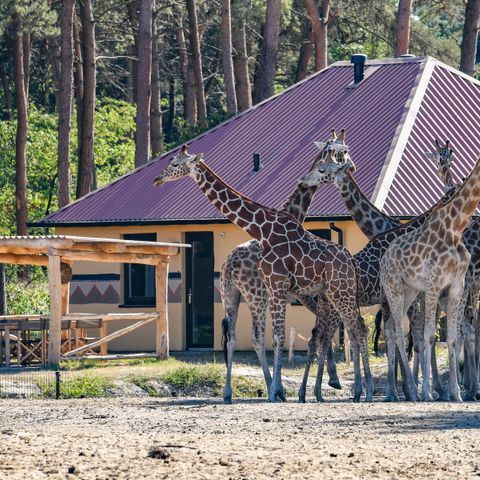 FERIENHAUS 6 Personen - Savannah Lodge