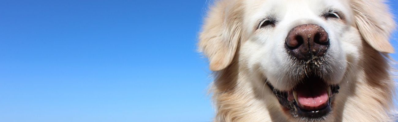 Ferienhaus mit Hund in Renesse